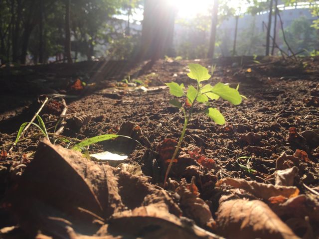 Small seedling thriving in forest warmth, with sunlight filtering through trees. Ideal for themes of nature, growth, renewal, and eco-friendly topics. Perfect for illustrating concepts of sustainability, life cycles, or environmental consciousness.