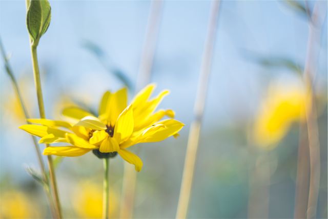 Yellow wildflowers blooming in summer meadow embracing the sunlight. Vibrant, closely shot blossoms with soft focus provide bright, natural beauty. Ideal for nature, botanical projects, summer season promotions, backgrounds, greeting cards, and environmental campaigns.