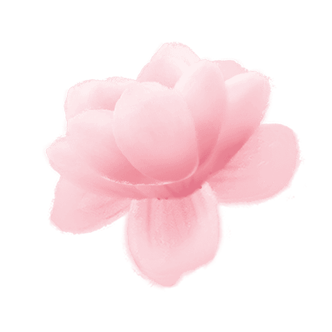 pink blossom with radial petals on transparent background in 3d - Download Free Stock Videos Pikwizard.com