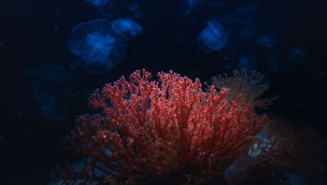 Luminous red coral in deep sea serenity