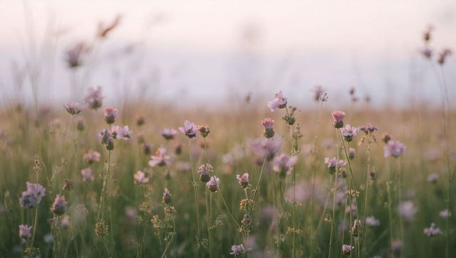 Pastel wildflower meadow at sunrise blooming pink flowers and tall grasses in soft light