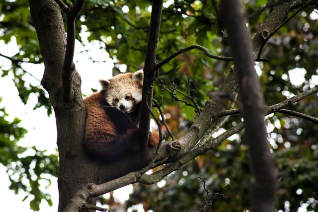 Red panda seen relaxing on a high tree branch in a densely green forest, providing a peaceful view of this beautiful creature in its natural habitat. Ideal for use in articles or content about wildlife conservation, educating about endangered species, or showcasing the beauty of forest ecosystems.