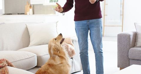 Man training golden retriever with treat in sunlit cozy living room bonding moment