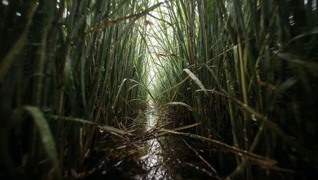 Narrow reed tunnel framing reflective wetland channel with dew-dotted grasses, moody light