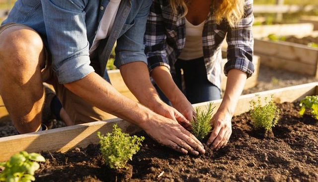 Couple planting rosemary in raised bed herb garden together in backyard