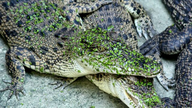 Close-up view of baby crocodiles resting side by side, camouflaged by bits of green foliage on their bodies. Useful for wildlife photography, educational materials about reptiles, conservation efforts, nature documentaries, and animal-themed publications.