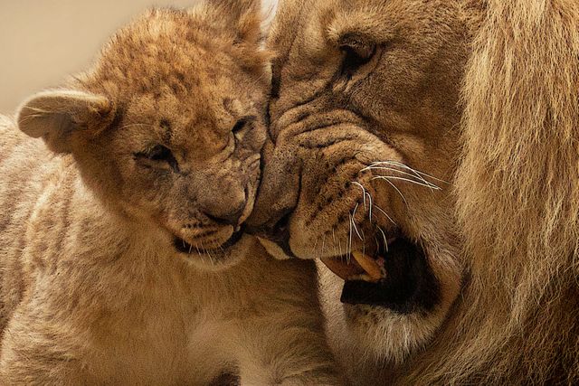 Lion bonding with cub in intimate moment. Perfect for use in wildlife conservation campaigns, zoo promotional materials, animal behavior documentaries, and educational content on big cats. Can be used to symbolize family, care, and the natural world.
