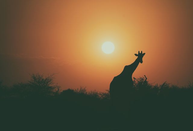 Silhouette of a giraffe against the backdrop of a vibrant sunset in the African savanna. Suggested uses include creating wallpapers, nature-themed blog content, travel brochures, educational materials on wildlife or African landscapes, inspirational posters, and backgrounds for wildlife conservation awareness campaigns.