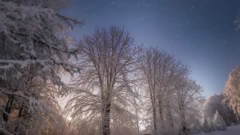 Tilting night-lapse revealing snow-laden trees and starry sky under silver moonlight