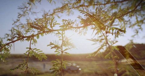 Sunlight filtering through acacia branch at solar farm