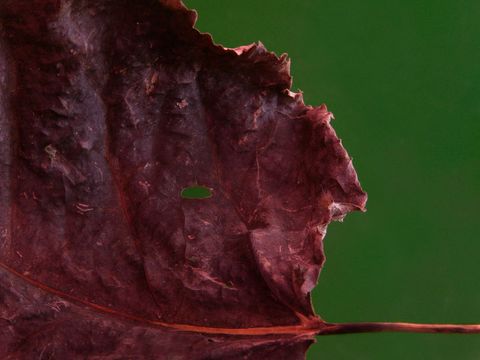 Macro of dried burgundy leaf with torn edge and textured veins against green background