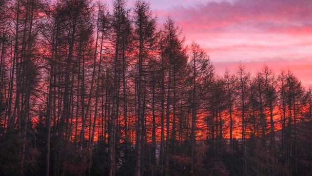 Bare trees silhouetted against a vibrant autumn sunrise with colorful sky. Perfect for use in nature blogs, seasonal advertising, outdoor adventure promotions, and wall art for nature enthusiasts.