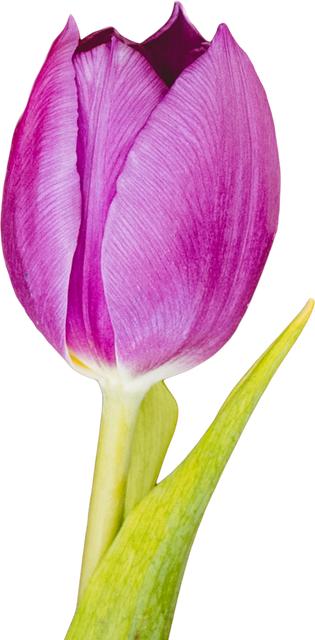 Close-up of Pink Tulip on Transparent Background - Download Free Stock Videos Pikwizard.com