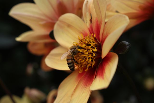 Close-up of a bee pollinating a vibrant dahlia flower with yellow and red accents. Ideal for topics on nature, pollination, gardening, and biodiversity. Suitable for educational materials, nature blogs, and botanical studies.