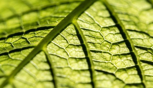 Backlit green leaf macro showing vein network, honeycomb cell texture, translucent pattern