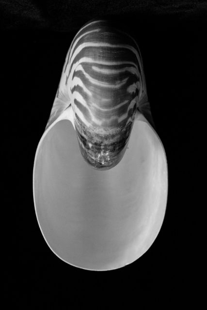 Chambered nautilus sea shell shell - Download Free Stock Photos Pikwizard.com