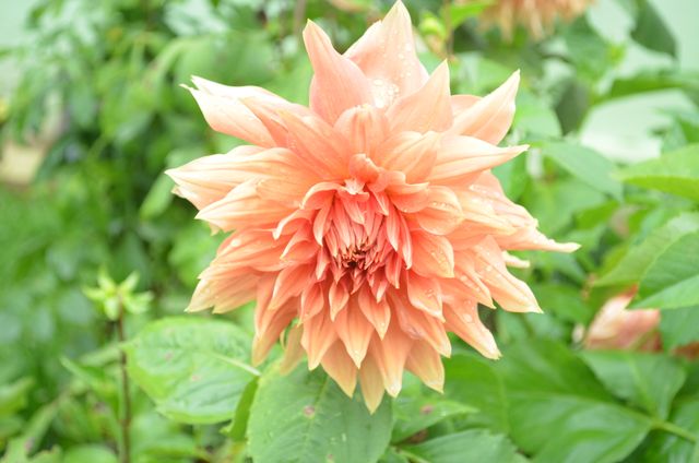 Close-up of a vibrant peach dahlia flower in full bloom surrounded by lush green foliage. Perfect for use in garden and botanical themes, floral designs, nature presentations, and summer promotions.