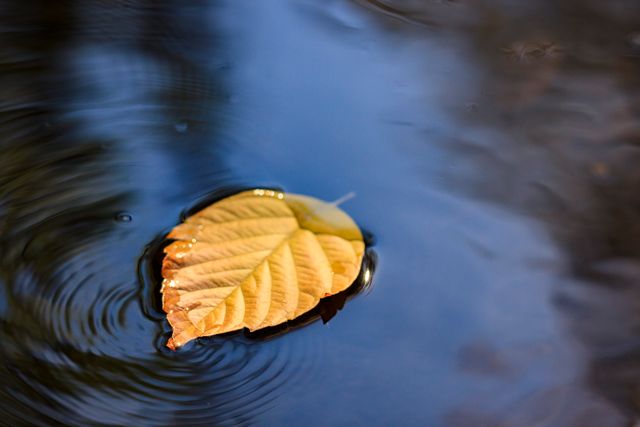 Golden autumn leaf floating peacefully on a calm water surface, creating gentle ripples. Ideal for themes related to tranquility, nature, serenity, and the beauty of autumn. Perfect for background images, nature blogs, and meditation content.