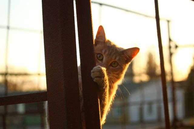 Curious cat peeks from behind metal rod with warm sunset light creating silhouette effect. Ideal for pet adoption campaigns, playful and curious pet themes, and outdoor adventure concepts.