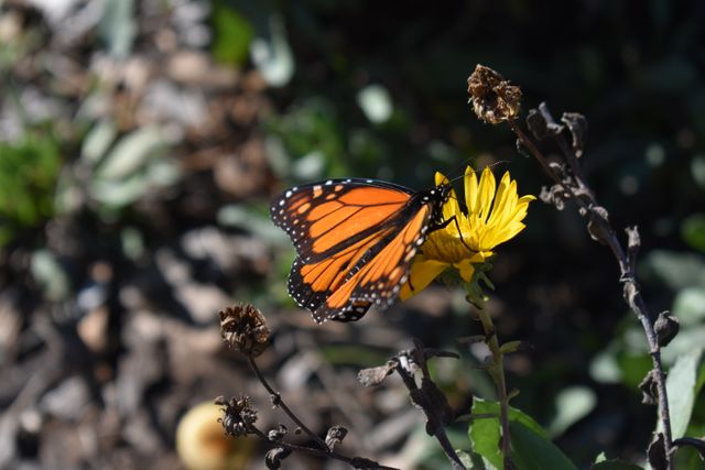 Close-up of a Monarch butterfly resting on a yellow flower in a garden. This vivid image highlights the intricate patterns on the butterfly's wings and the details of the yellow flower it is perched on. Ideal for use in nature and wildlife magazines, educational materials about pollinators, or inspirational nature websites.