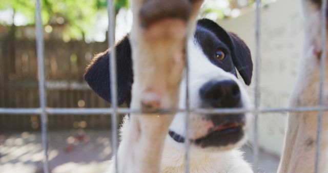 Lonely Dog Behind Metal Fence Looking Outside in Kennel - Download Free Stock Images Pikwizard.com