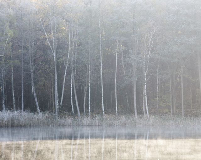 Misty Forest with Reflections in Calm Water - Download Free Stock Photos Pikwizard.com
