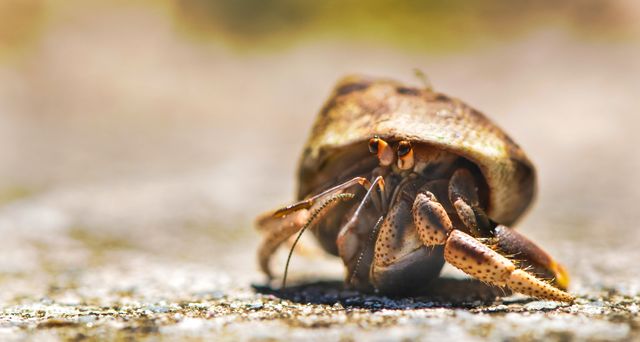 Hermit crab seen crawling on a rocky shoreline, showcasing intricate details of its shell and antennae. The setting appears to have sandy textures, fitting for educational materials on marine life or promoting coastal travel destinations. Ideal for use in biology projects, nature blogs, and environmental awareness campaigns.