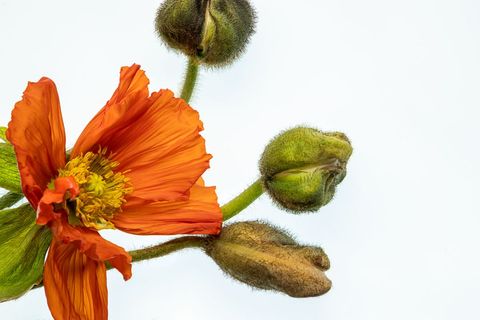 Vibrant orange flower with buds on white background