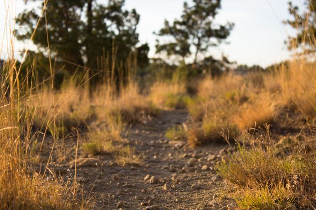 This serene nature image showcases a dry dirt pathway surrounded by wild grasses and trees, perfect for illustrating themes of outdoor activities like hiking or trail walking. It can be used in travel blogs, environmental articles, or promotional material related to outdoor recreation and nature preservation.