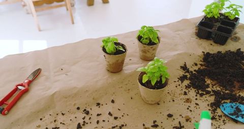 Seedlings Growing in Peat Pots on Table, Gardening Tools Nearby