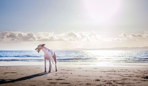 Greyhound standing on sunlit beach holding tennis ball at sunrise with long shadow