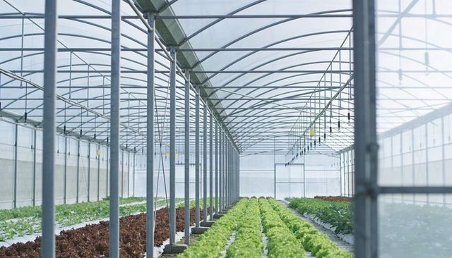 High-tech greenhouse interior with uniform rows of green and red lettuce and steel trusses