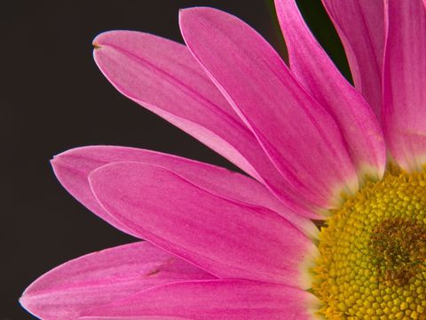 Magenta Daisy Macro Displaying Vivid Pink Petals Radiating from Golden Yellow Center