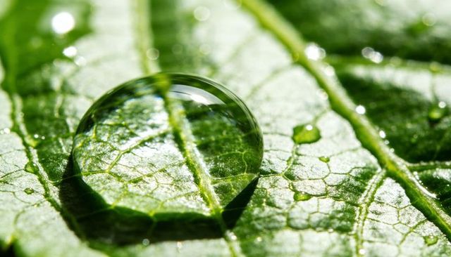 Macro dewdrop magnifying leaf venation on fresh green foliage with bright bokeh