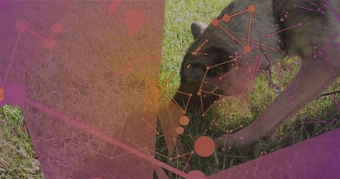 German Shepherd Sniffing Grass with Futuristic Tech Overlay