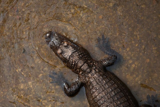 Alligator sunbathing in shallow, muddy water showcases natural habitat and behavior. Ideal for use in educational content about wildlife and reptiles, nature documentaries, conservation projects, and environmental awareness campaigns.