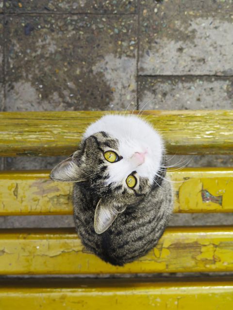 Striped cat sitting on yellow bench, looking up with bright yellow eyes. Ideal for pet advertisements, animal care blogs, or social media content focusing on the bond between humans and animals.
