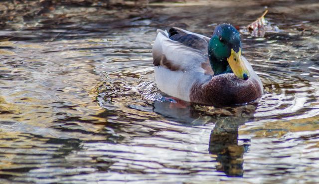 Mallard duck swimming in tranquil pond with surrounding trees reflecting in the water. Ideal for nature, wildlife, and outdoor themed projects. Suitable for educational content on bird species or presentations on natural habitats.