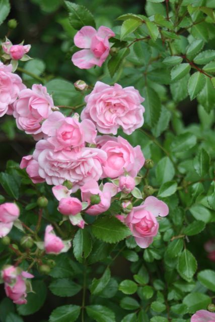 Blooming Pink Roses with Green Foliage in Garden - Download Free Stock Photos Pikwizard.com