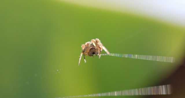 This detailed close-up shot captures a small spider hanging from its web against a blurred green background. Perfect for use in educational materials on arachnology, illustrating articles about spiders, or in wildlife-themed designs. The image emphasizes the intricacy and delicate nature of spider webs.