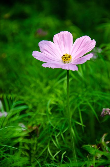 Solitary Pink Cosmos Blossom in Green Field - Download Free Stock Photos Pikwizard.com