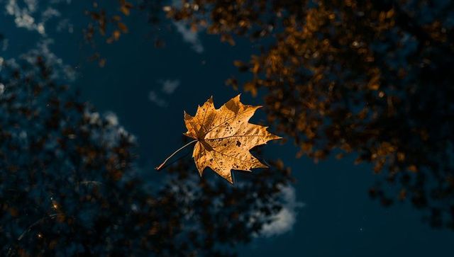 Floating golden maple leaf backlit against deep blue sky with bokeh canopies