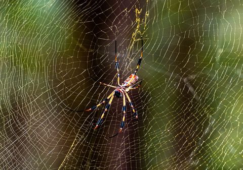 Golden orb-weaver spinning intricate web with vibrant legs in sunlit foliage