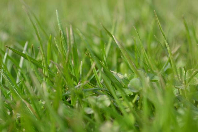 Close-Up of Fresh Green Grass Blades in Springtime - Download Free Stock Photos Pikwizard.com