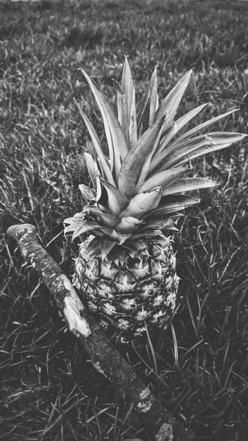 Monochrome image shows pineapple with machete in grassy field. Ideal for agricultural concepts, vintage themes, and tropical settings emphasizing the contrast between the sharp blades and natural textures. Great for marketing agriculture tools, tropical fruit farms, and illustrative use in articles.