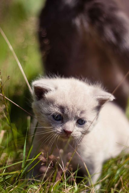 Curious Kitten Exploring Outdoors in Sunlight - Download Free Stock Photos Pikwizard.com