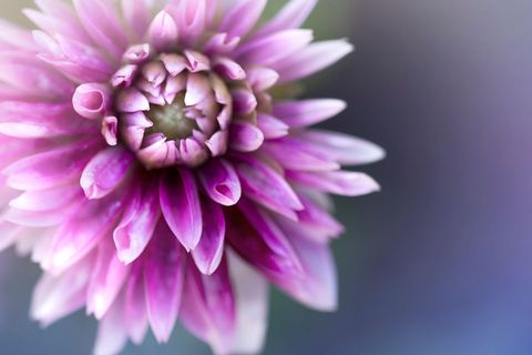 Pink dahlia blooming close-up with soft purple bokeh, delicate petal macro