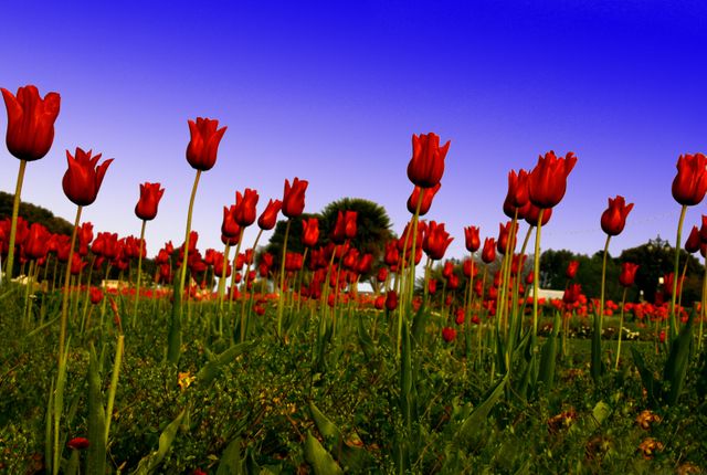 Red tulip flowers blooming vibrantly in a lush green field under a clear blue sky. Perfect for spring themes, gardening websites, floral displays, nature backgrounds, and agricultural promotions. Displays beauty and tranquility suitable for cards, posters, or wall art.