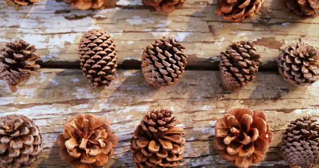  picture showcases multiple pine cones arranged in rows on a weathered wooden table. Perfect for designs that seek a rustic, natural, or autumn aesthetic. Ideal for use in fall-themed content, nature blogs, home decor inspiration, or seasonal crafts and DIY projects.