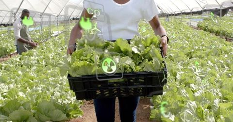 Woman in Greenhouse Holding Lettuce with CO2 Monitoring Icons